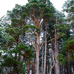 Pinus sylvestris